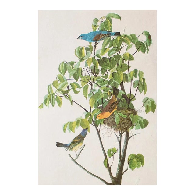 1966 Vintage Cottage Print "Blue Grosbeak" After John James Audubon For Sale