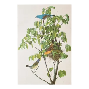 1966 Vintage Cottage Print "Blue Grosbeak" After John James Audubon