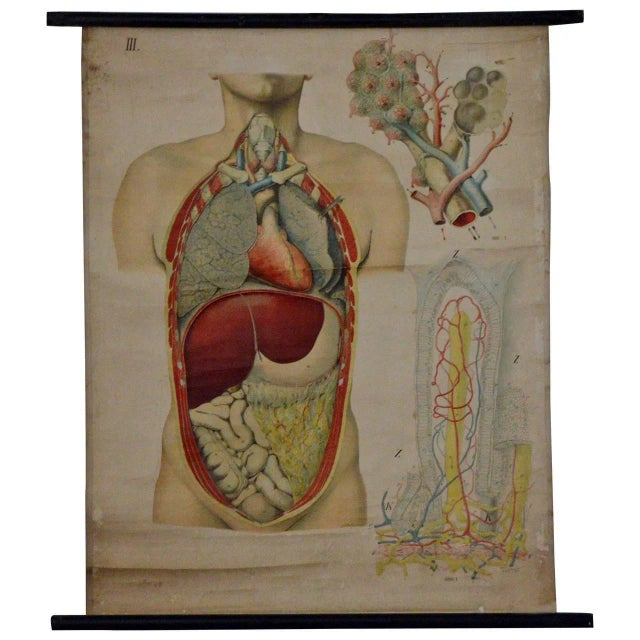 A great antique anatomical chart depicting the thoracic region and abdominal organs. the chart is sheet number III as part...