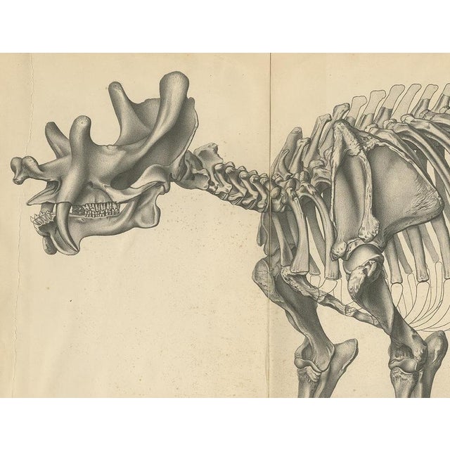 Marsh, Tinoceras Ingens, 1886, Print For Sale - Image 3 of 5