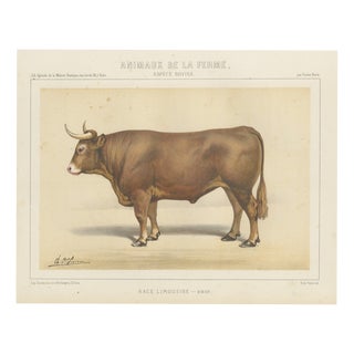 Borie, Limousin Ox, French Cattle Breed, 1863, Chromolithograph For Sale