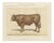 Borie, Limousin Ox, French Cattle Breed, 1863, Chromolithograph For Sale