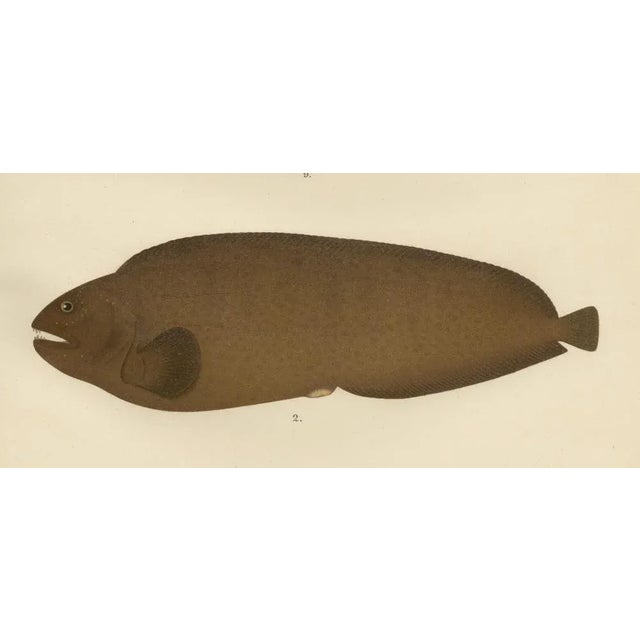 Spotted Wolffish and Broadhead Wolffish and Gobies, 1895, Paper For Sale - Image 4 of 10