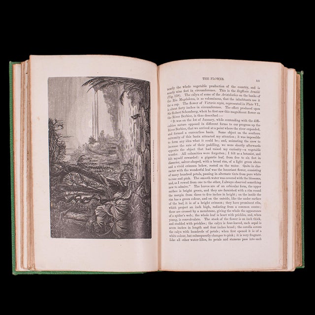 Antique Reference Book, the Vegetable World, English, Louis Figuier, Victorian For Sale - Image 11 of 12