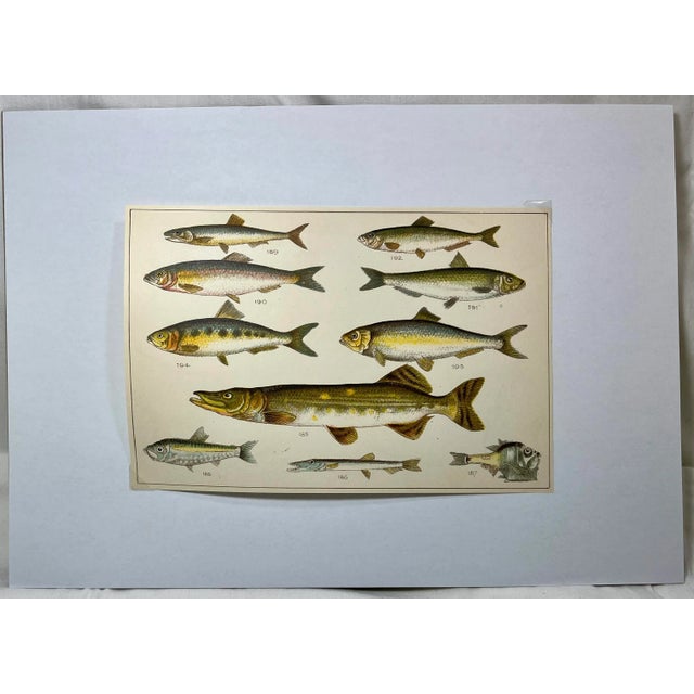 Antique Fish Print From England Featuring a Pike, Sharpchin Barracudina, Hatchfish, Pearlfish, Anchovy, Herring, Pilchard, Sprat & Shad -,Circa 1902 For Sale - Image 11 of 11