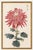 Ruby Petals Diptych – Vintage Japanese Botanical Prints (Set of 2), 36" X 54" For Sale - Image 4 of 9