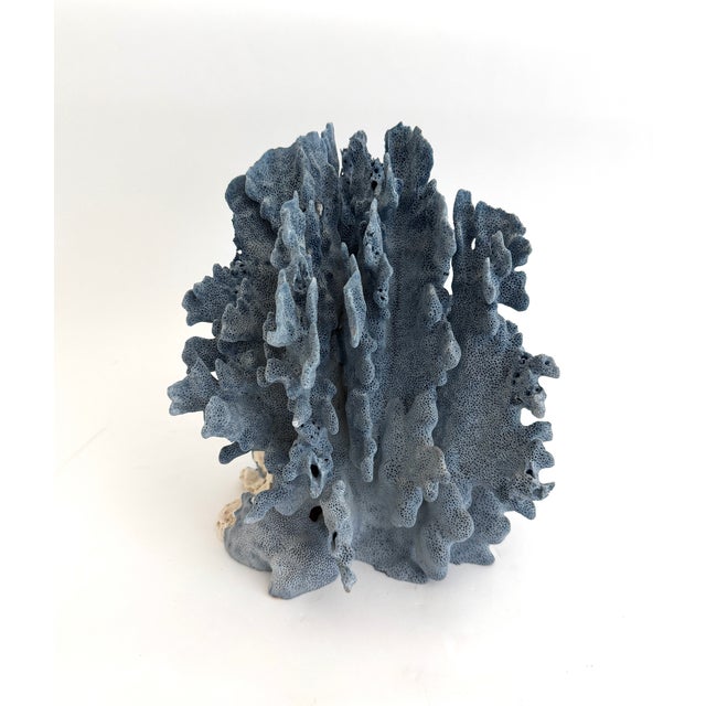 Natural Blue Coral specimen with remnants of sea life attached and a cut and polished base to protect surfaces. Each piece...