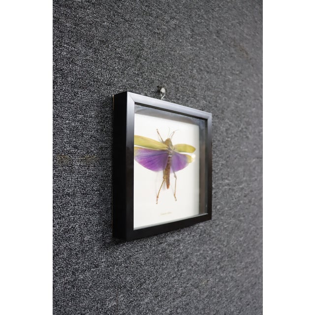 Early 21st Century Framed Titanacris Albipes Purple-Winged Grasshopper Shadow Box For Sale - Image 5 of 8