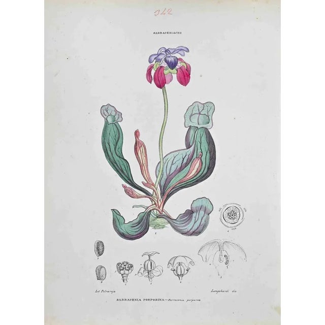 Lithograph hand watercolored. Plate from "Atlante di Botanica popolare ossia Illustrazione di Piante Notevoli di ogni...