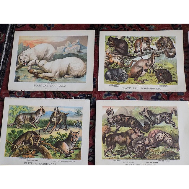 This set of eleven (11) antique 19th century chromolithographs (each color laid in with a separate lithographic stone)...