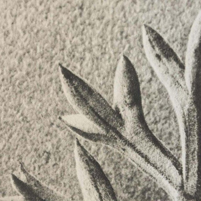 Karl Blossfeldt, Black and White Botanical Image, 1942, Photogravure, Framed For Sale - Image 10 of 18