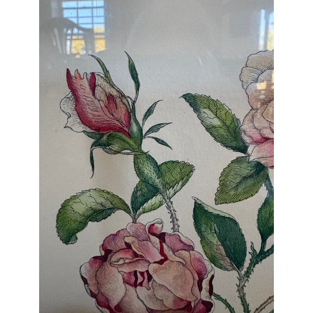 A Hand Colored Engraving of Pink Roses For Sale In Lexington, KY - Image 6 of 15