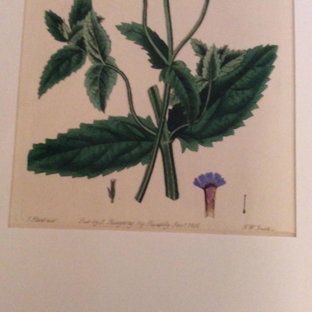 Early 19th Century Hand Colored Botanical Prints by Ridgeway - a Pair For Sale - Image 6 of 10