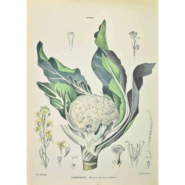 Vincenzo Tenore, Cauliflower, Lithograph, 1870s For Sale