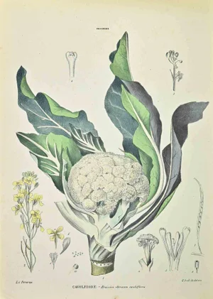 Vincenzo Tenore, Cauliflower, Lithograph, 1870s