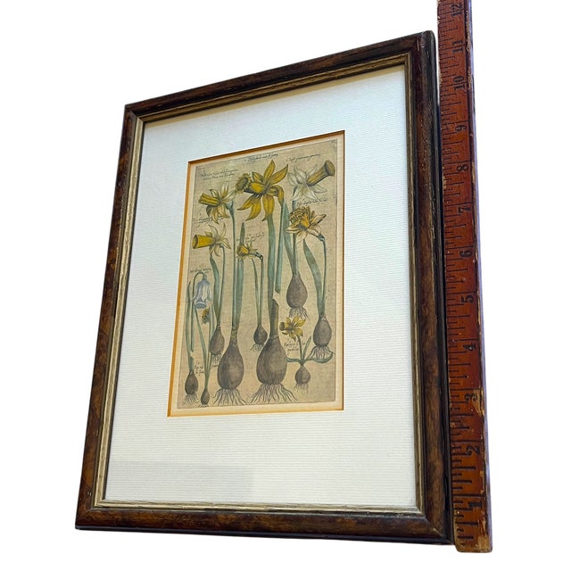 Antique Dutch Botanical Engravings Reproduction, Framed in Antwerp – Set of 3 For Sale - Image 10 of 11