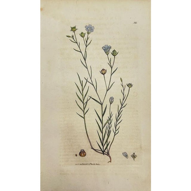 Paper Early 19th Century James Sowerby – Set of 8 Botanical and Natural History Prints – Tortula Tortuosa For Sale - Image 7 of 9
