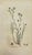Paper Early 19th Century James Sowerby – Set of 8 Botanical and Natural History Prints – Tortula Tortuosa For Sale - Image 7 of 9
