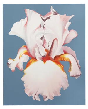 Lowell Nesbitt, " White Iris on Blue Ii", Photorealist Flower Screenprint