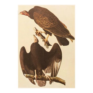 1966 Vintage Farmhouse Cottage Print "Turkey Vulture" After John James Audubon For Sale