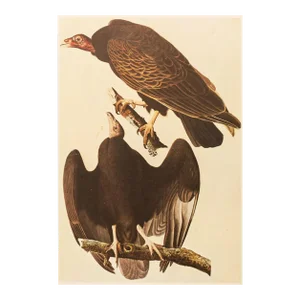 1966 Vintage Farmhouse Cottage Print "Turkey Vulture" After John James Audubon