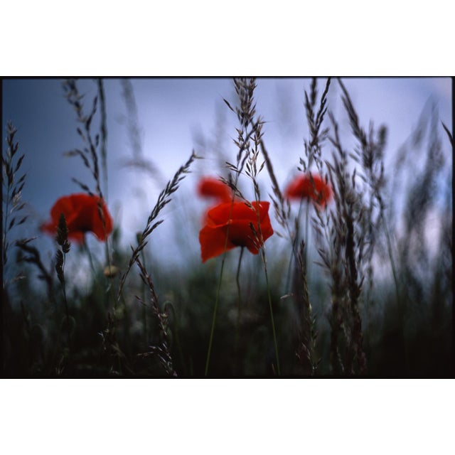 Fine art Giclee prints on Hahnemuhle Photo Rag 308gsm - a 100% cotton, acid-free, mould-made paper. Printed to Fine Art...
