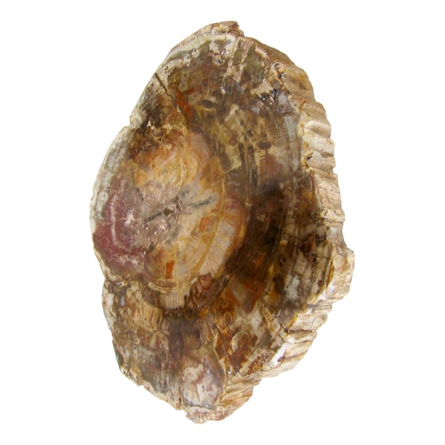 Large Door Handle in Fossilized Wood Stone, 1970s For Sale