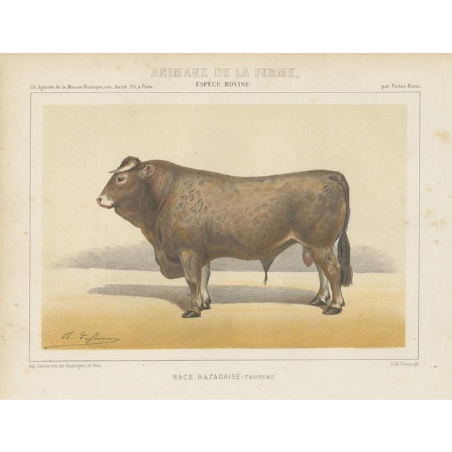 Olivier De Penne, Bazadaise Bull, French Cattle, 1863, Chromolithograph For Sale - Image 9 of 9