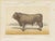 Olivier De Penne, Bazadaise Bull, French Cattle, 1863, Chromolithograph For Sale - Image 9 of 9