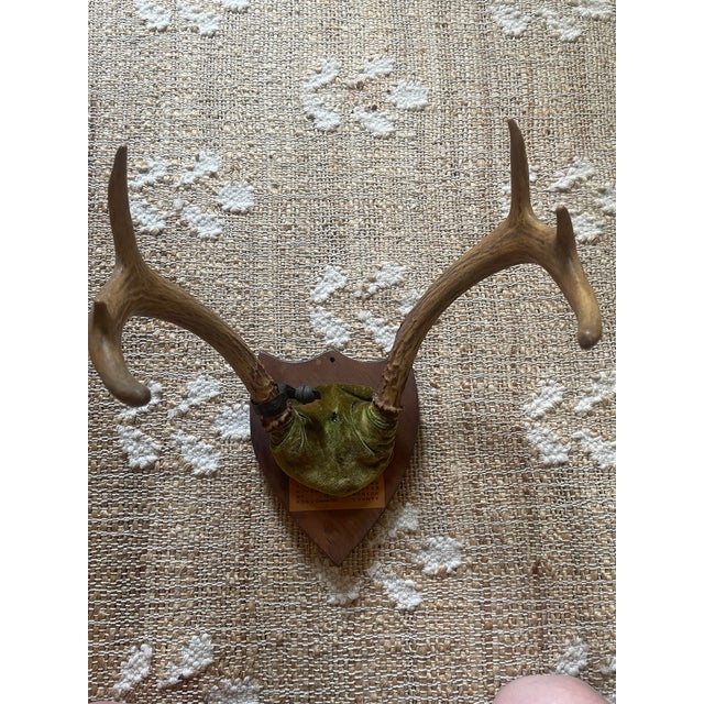 1940s 1948 Wall Hanging Vintage Antler Wall Hanging Plaque Mount With Velvet For Sale - Image 5 of 11