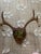 1940s 1948 Wall Hanging Vintage Antler Wall Hanging Plaque Mount With Velvet For Sale - Image 5 of 11