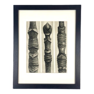 1940s Framed Botanical Blossfeldt Print - No. 104 For Sale