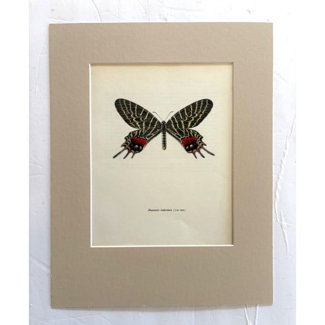Realism Vintage 1965 Butterfly Print in 11x14 Mat: Bhutanitis Lidderdalei/Bhutan Glory For Sale - Image 3 of 3