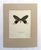 Realism Vintage 1965 Butterfly Print in 11x14 Mat: Bhutanitis Lidderdalei/Bhutan Glory For Sale - Image 3 of 3