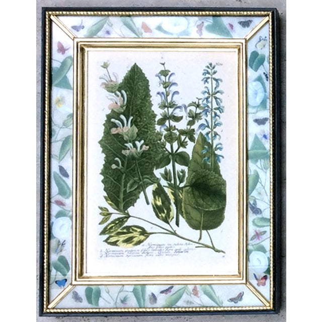 Botanical Splendor- Johann Weinmann Botanical Framed Engravings- A Set of Twelve (12) For Sale - Image 9 of 13