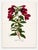 A striking mid-19th century botanical lithograph in an impressive double-page folio format—richly hand-colored and highly...