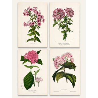 Antique Louis Van Houtte Botanical Lithographs, C. 1850 – Hand-Colored Plates, Coordinated Color Grouping (Group D) - Set of 4 For Sale