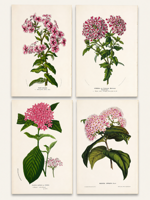 Antique Louis Van Houtte Botanical Lithographs, C. 1850 – Hand-Colored Plates, Coordinated Color Grouping (Group D) - Set of 4