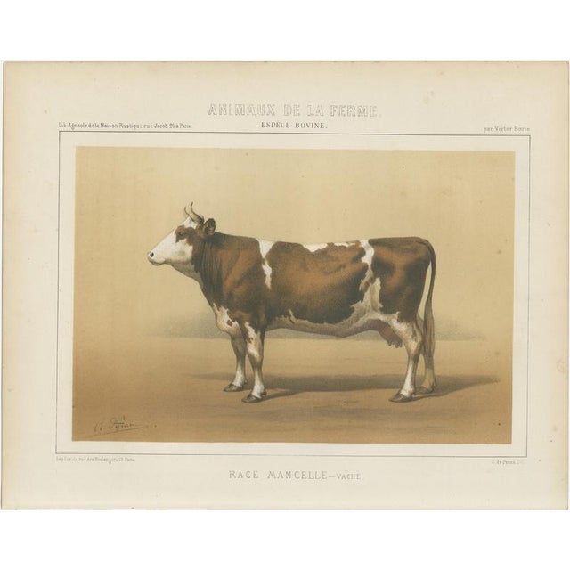 Borie, Mancelle Cow, French Cattle Breed, 1863, Chromolithograph For Sale - Image 3 of 9
