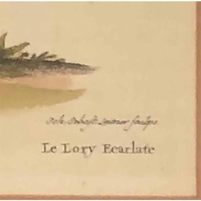 18th Century 18th Century Hand Tinted German Engraving of a Bird For Sale - Image 5 of 7