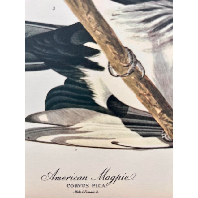 John James Audubon 1964 Audubon Folio Lithograph Great Bird Paintings – “American Magpie” 17x14 For Sale - Image 4 of 7