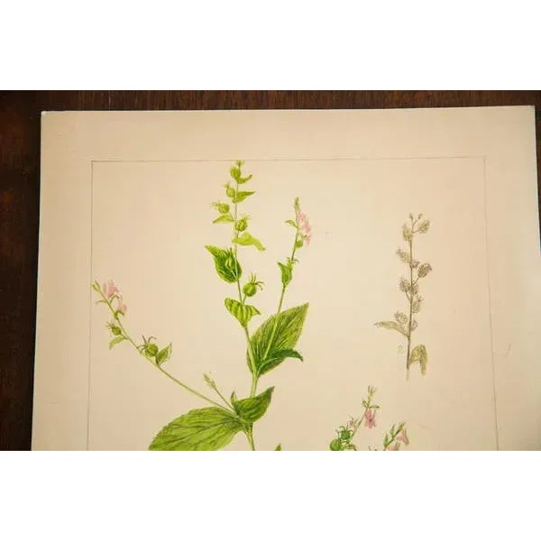 Original watercolor vintage late 1930's to early 1940's illustrating Indian Tobacco (Lobelia Inflata). This is part of an...