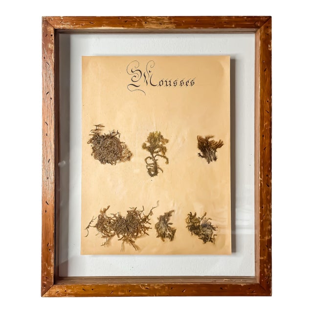 Antique French Framed Herbarium Mosses Specimen and Blackletter Calligraphy For Sale