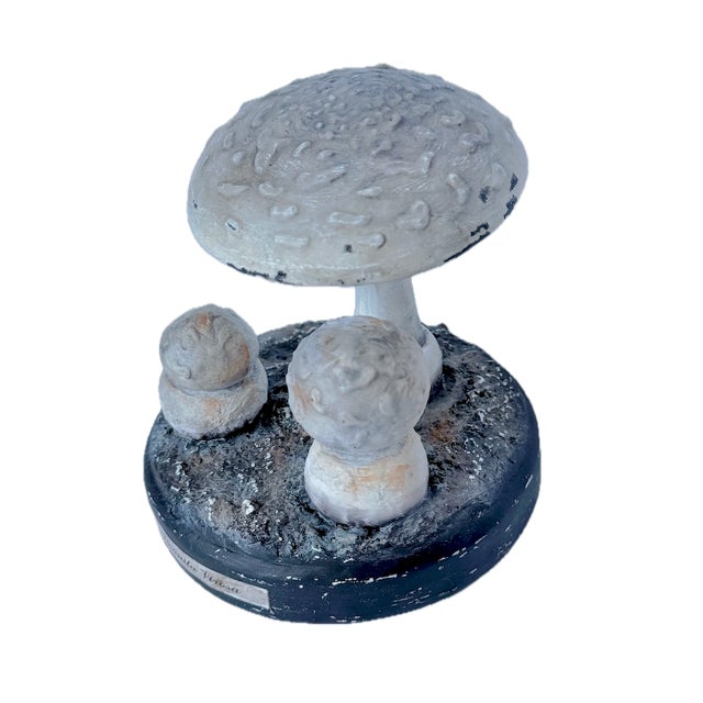 Vintage plaster-like mushroom sculpture for a scientific botanical study used for classrooms. Marked "Amanita Virosa" on...