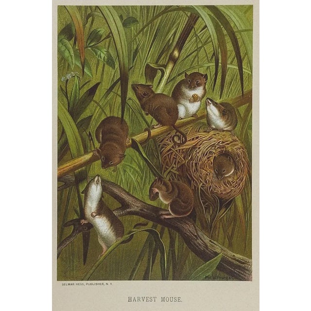 English Antique Circa 1885 Mouse Chromolithograph Book Plate Print For Sale - Image 3 of 3