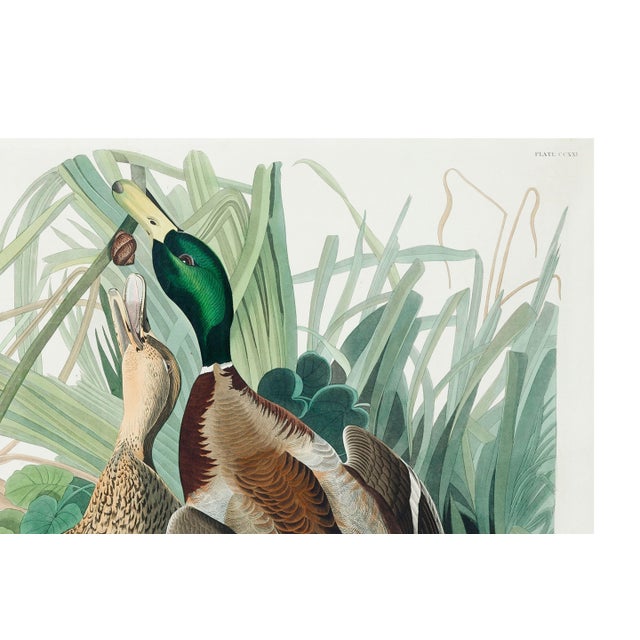 Black Mallard Duck, Vintage Art Print Reproduction From Birds of America by John James Audubon, 48″ × 32″ For Sale - Image 8 of 10