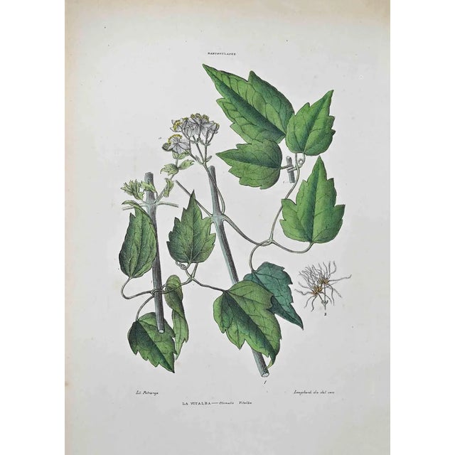 Vincenzo Tenore, Ranunculaceae, Lithograph, 1870s For Sale