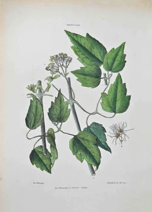 Vincenzo Tenore, Ranunculaceae, Lithograph, 1870s