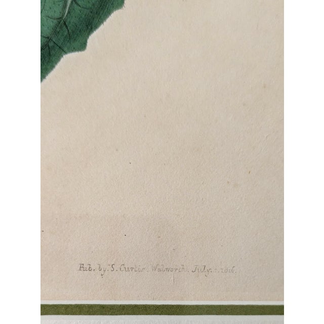 19th C Reproduction Botanical Engraving Framed For Sale In Chicago - Image 6 of 8