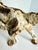 1930s 1930s Hubley Attributed Cast Iron English Setter Dog Doorstop For Sale - Image 5 of 12